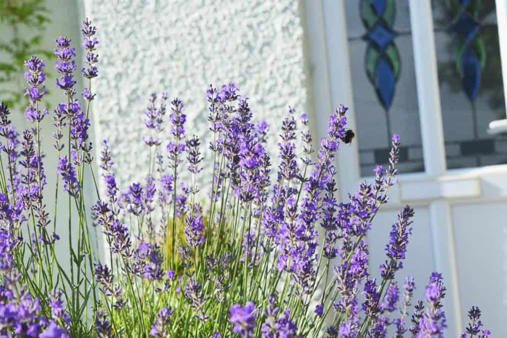 pretty lavender
