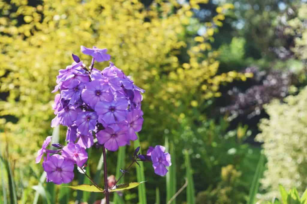 pretty flower