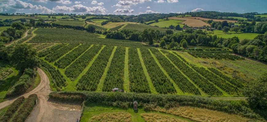 Vineyard Glamping UK
