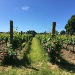 Wine Tasting Hen Parties In Sussex – Near Brighton