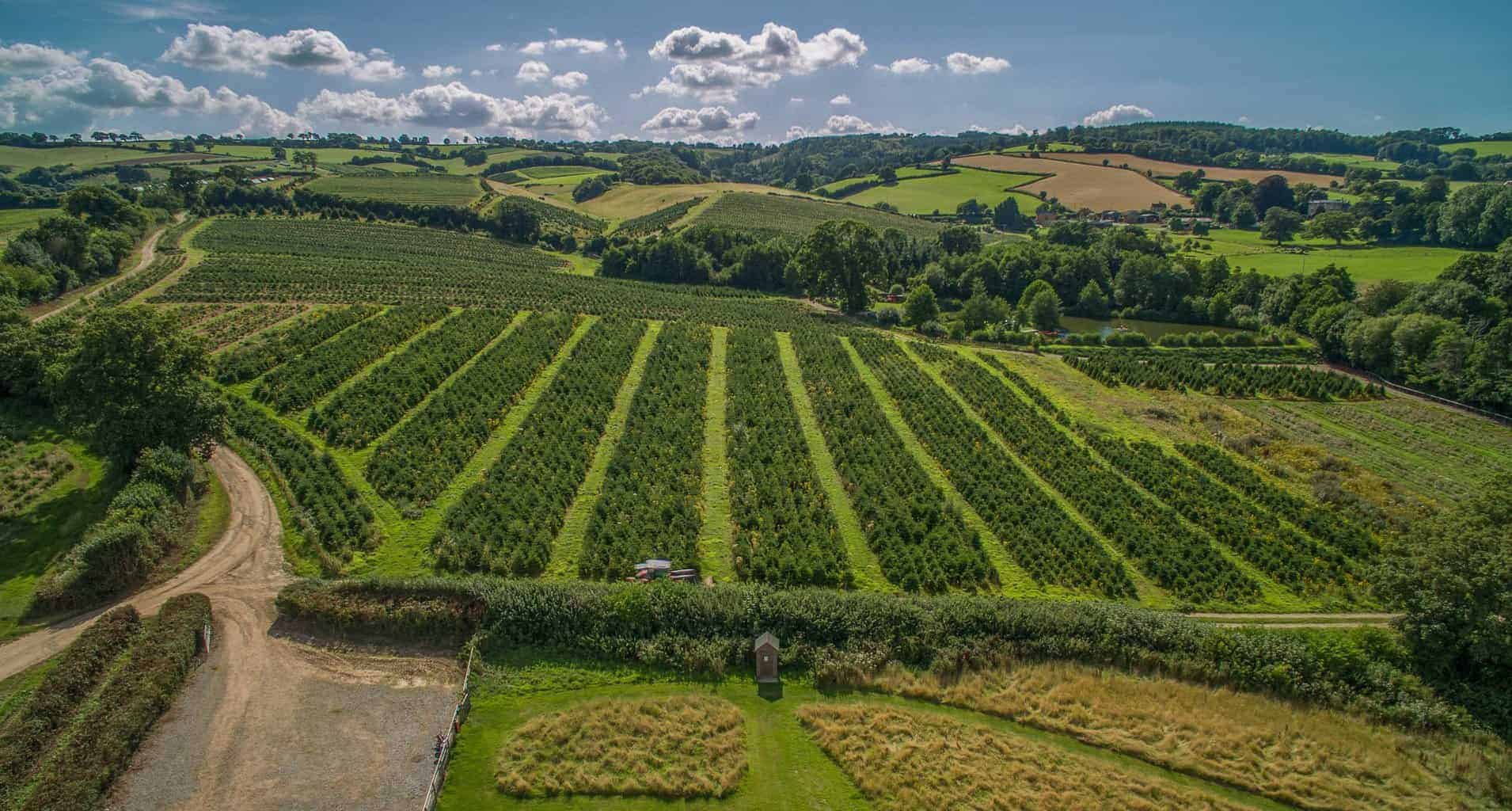 Vineyard Glamping In The UK