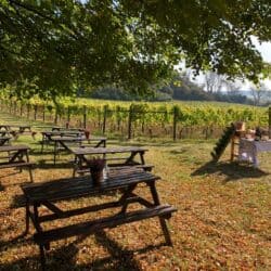 Vineyard Tours & Wine Tasting Hen Parties in Kent – Terlingham Vineyard