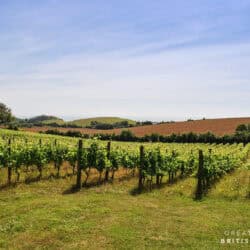 Vineyard Tours & Wine Tasting Hen Parties in Kent – Terlingham Vineyard