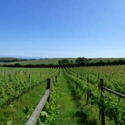 Vineyard Tours & Wine Tasting Hen Parties in Kent – Terlingham Vineyard