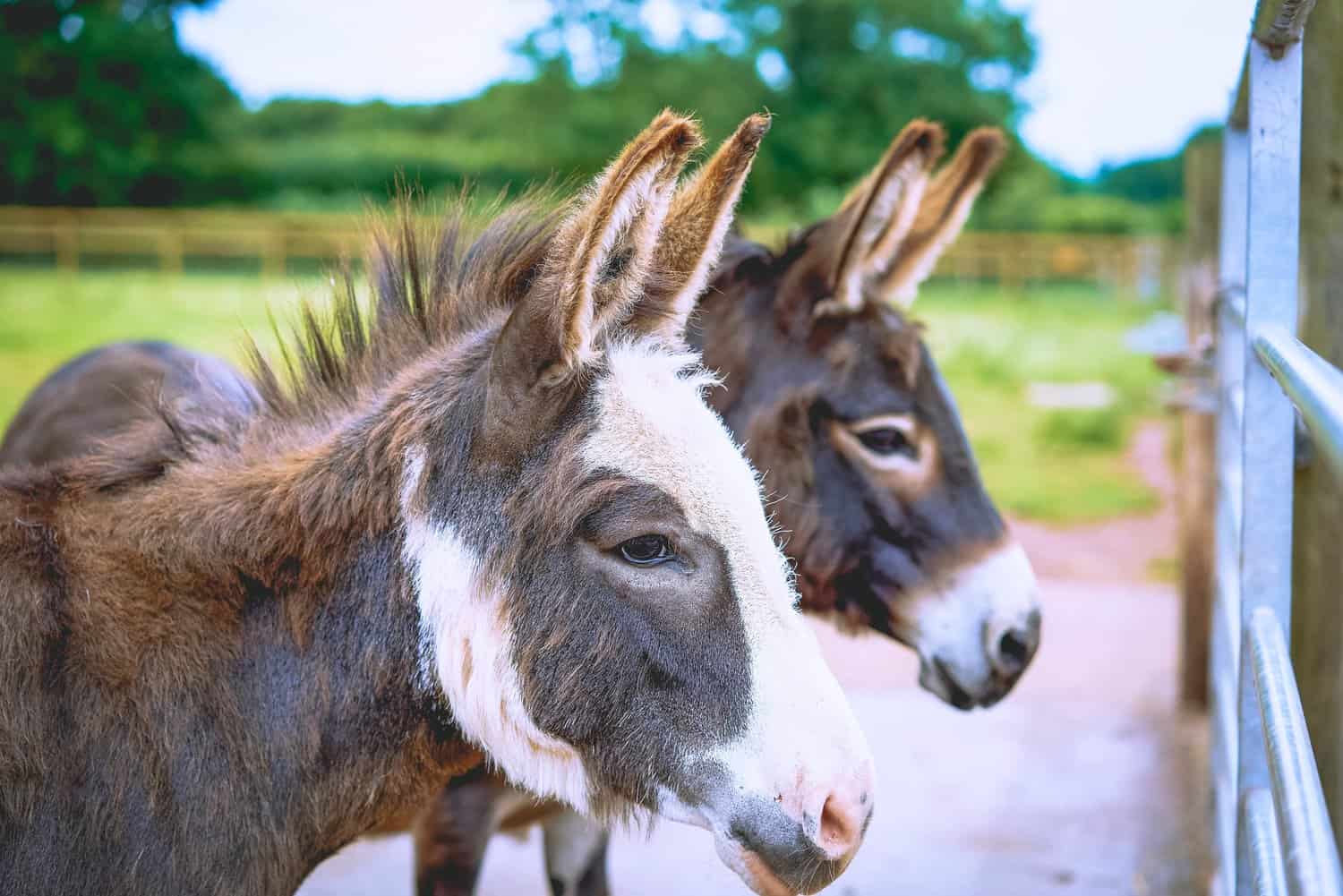 donkeys at vineyard glamping site