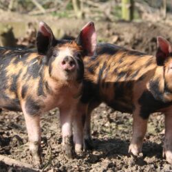 Hen Party Accommodation in Suffolk